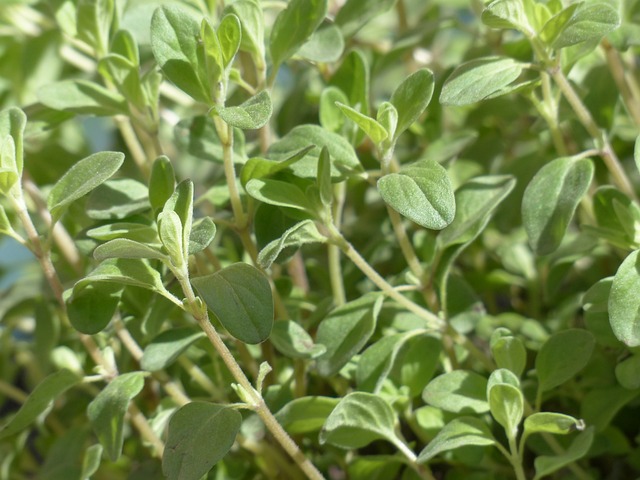 majroram herb for budgies