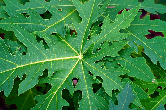 papaya leaves