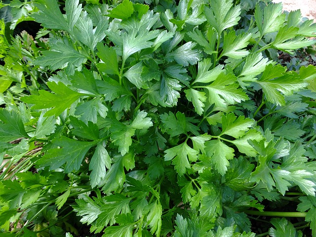 parsley safe herb for budgies