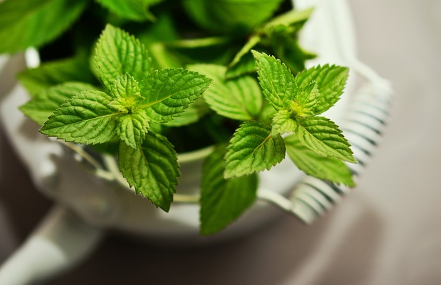 Mint a healthy food