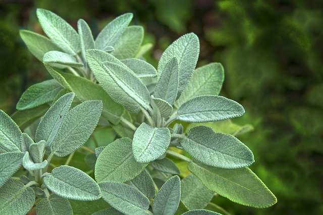 sage herb leaves