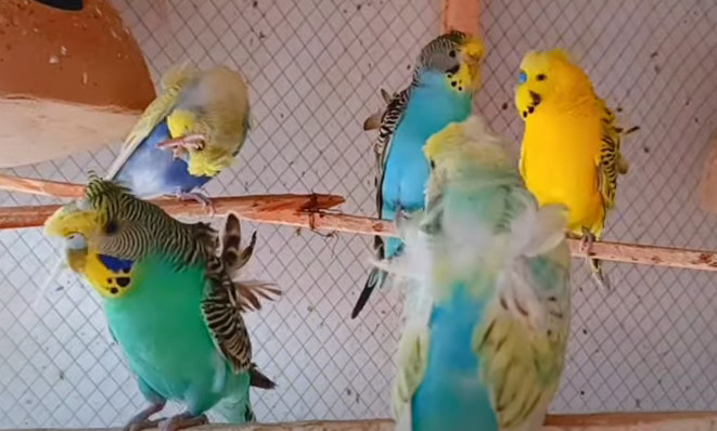 Hagoromo Budgies