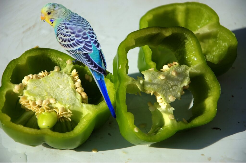 20 Vegetables That Budgies Can Eat